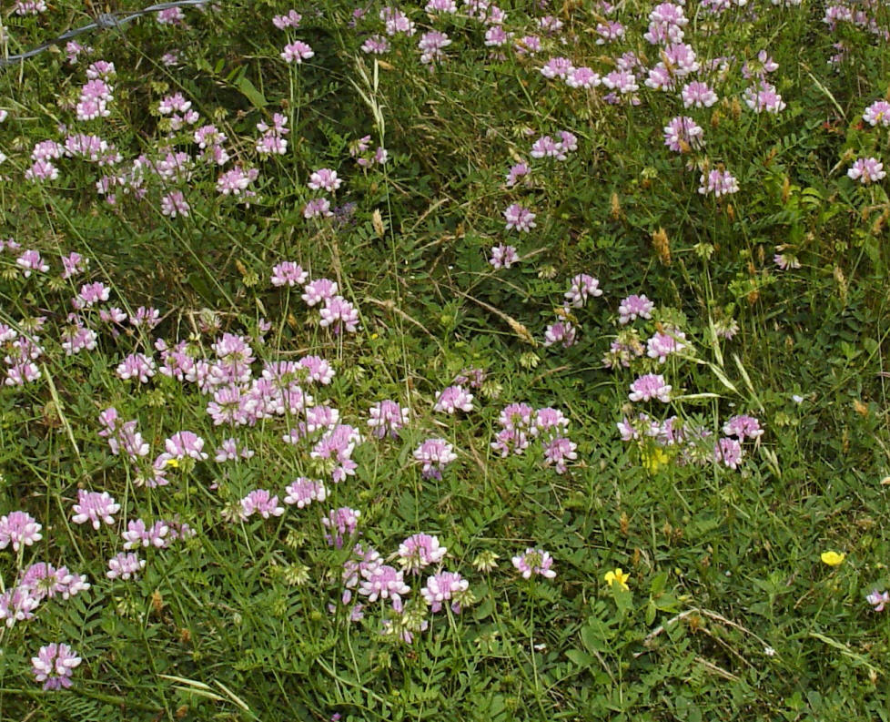 Securigera varia